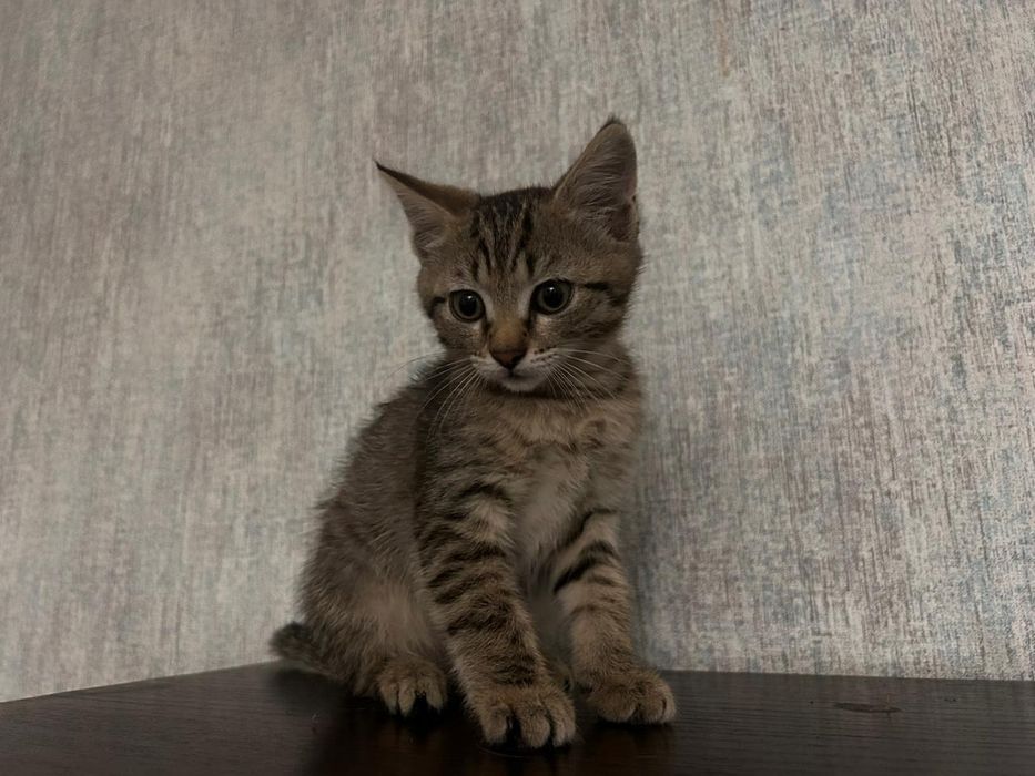 Срочно ищем дом котенку