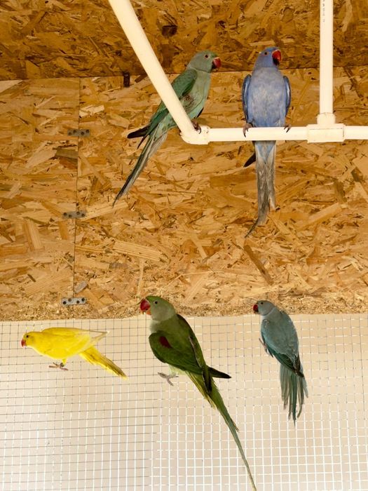 Vând Peruși și Micul și Marele Alexander