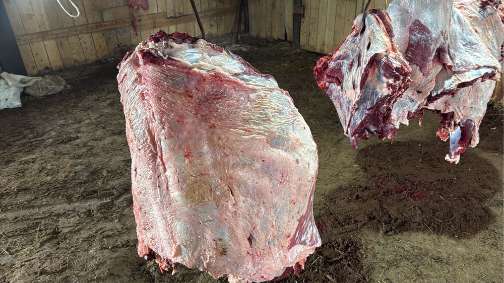 Жас малдың Семіз аппақ еттері бар