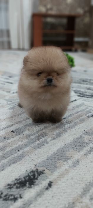 Шпиц мальчик супер миник