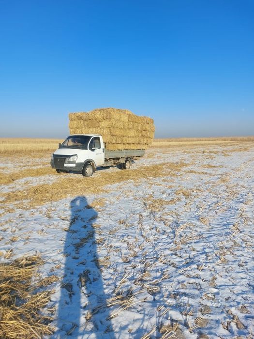 Лесбиянкалар бітеді