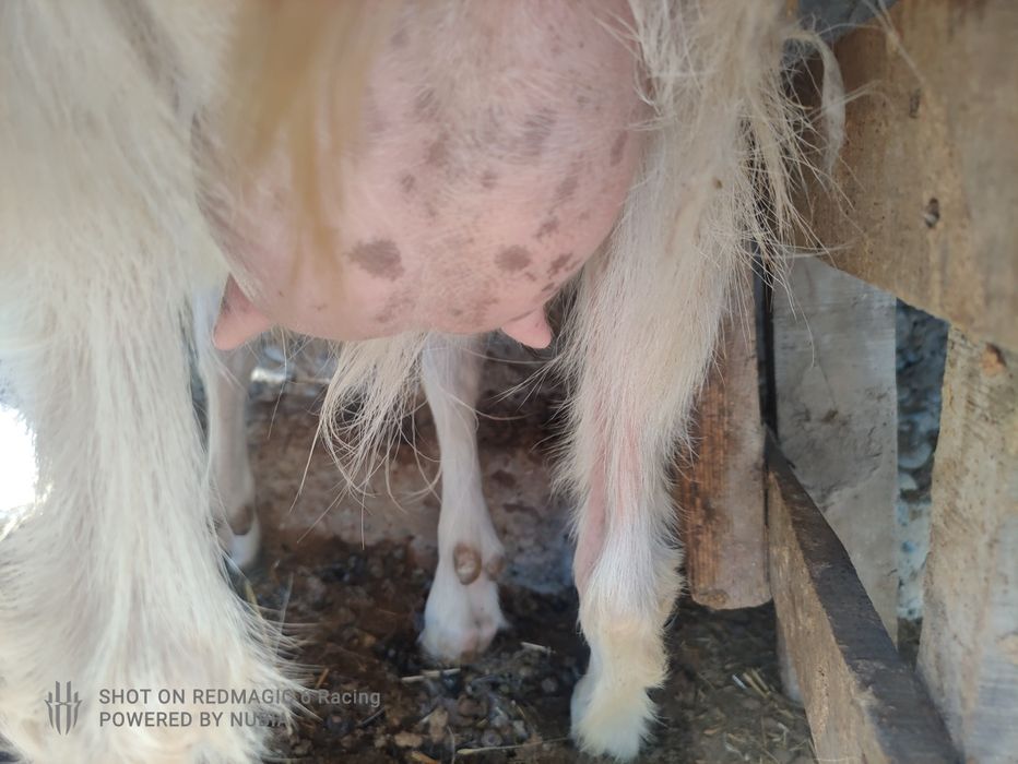 Ешкы сатылады каза