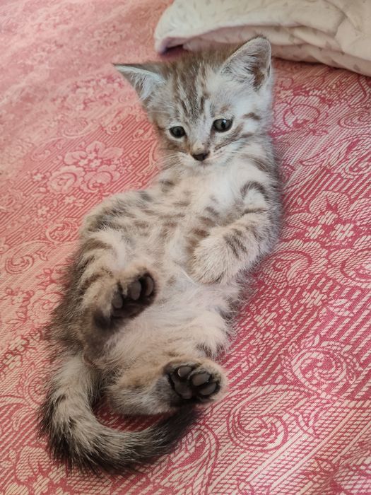 Отдам котенка в хорошие руки