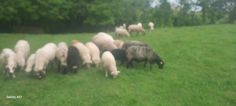 Berbecuți și oi cu mieluțe.