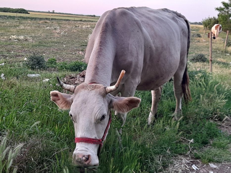 3 vaci si un vitel semiantarcat