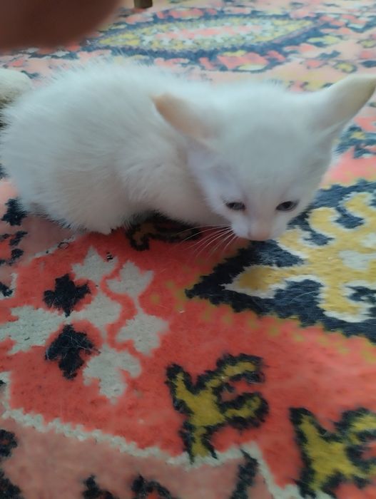 Домашние Котята в добрые руки