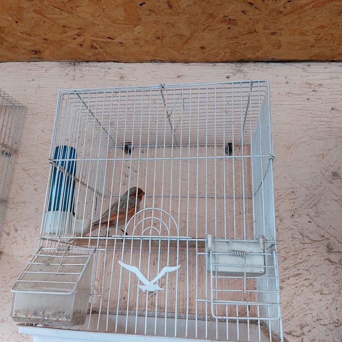 Прадётся канарейка самец