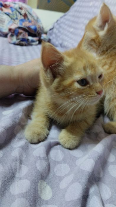 Домашние Котята рыжики