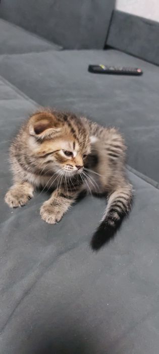 Шотландскии котёнок девочка.