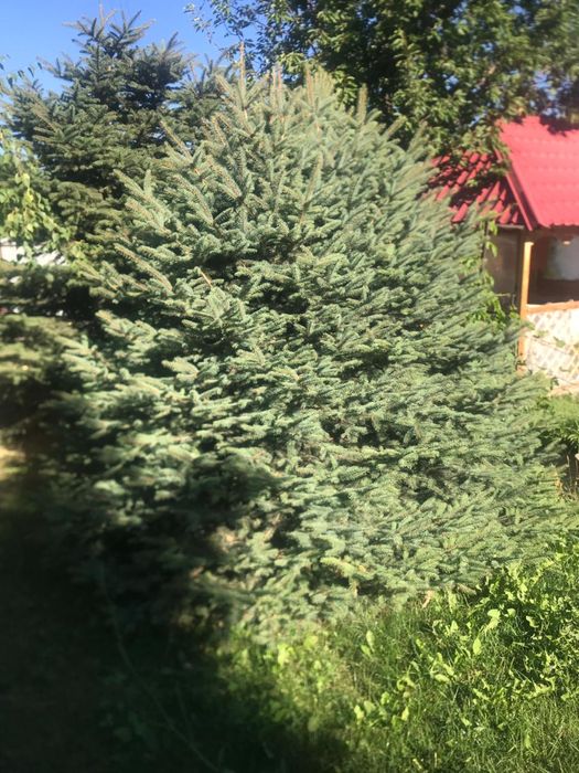 Продам Елки голубые и зелёные.Самовывоэ.