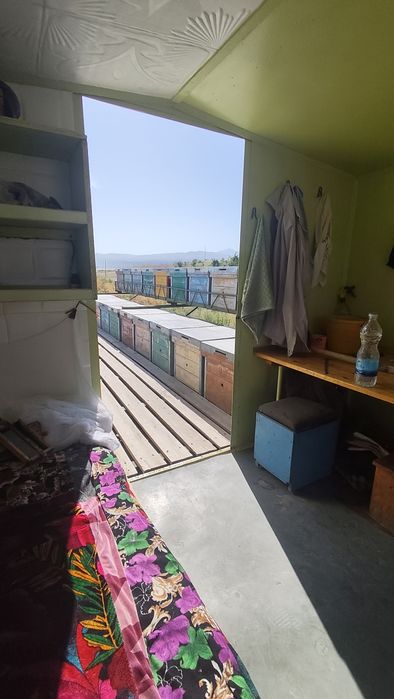 Tayyor biznes Asalari uyasi 75- 80 dona . Telyashkasi bilan