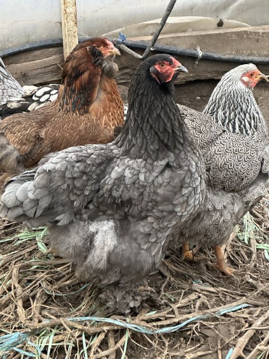 Brahma Columbia, HD si Albastru