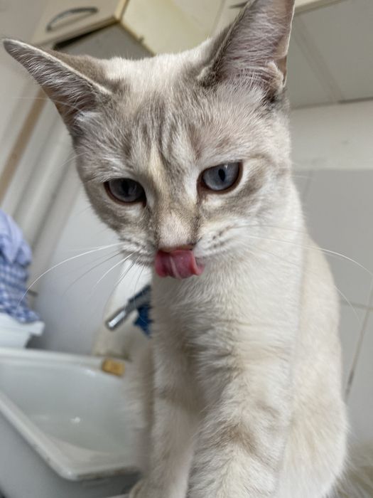 Вязка нужен жених