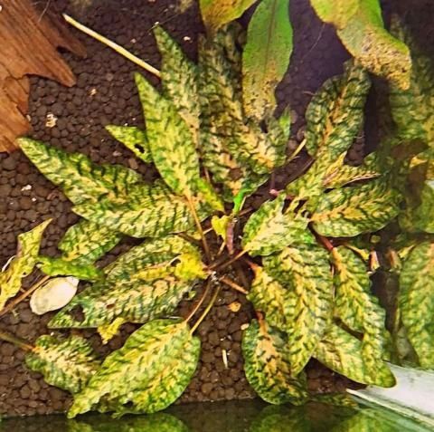 Аквариумные растения "Криптокарина нури"