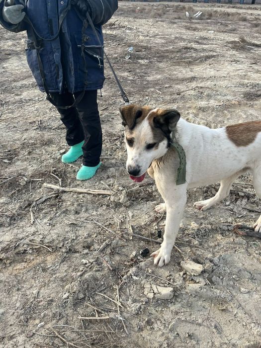 Отдам в добрые руки