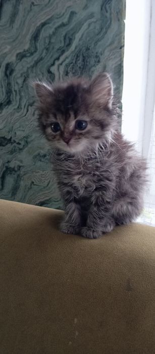 Красивая кошечка (котёнок)