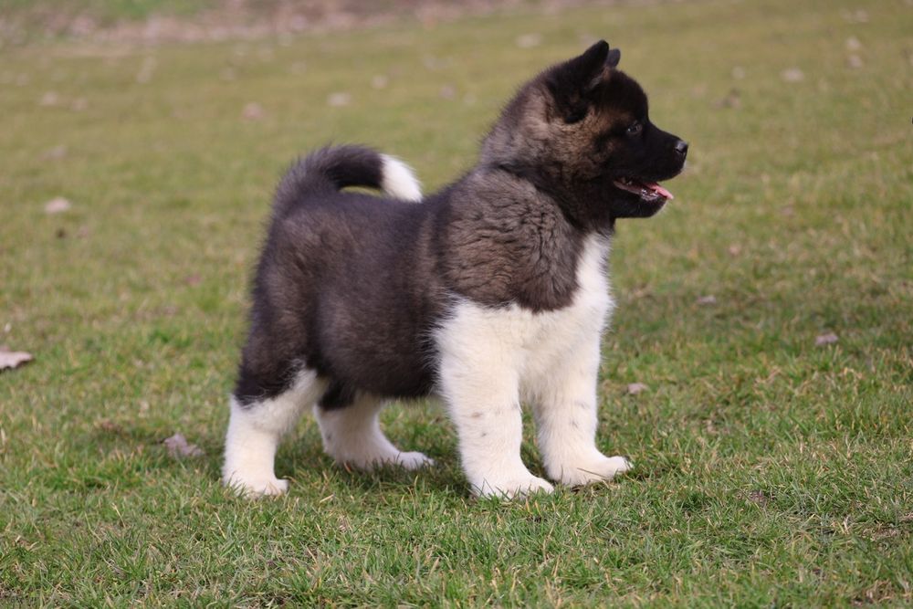 Femela akita american