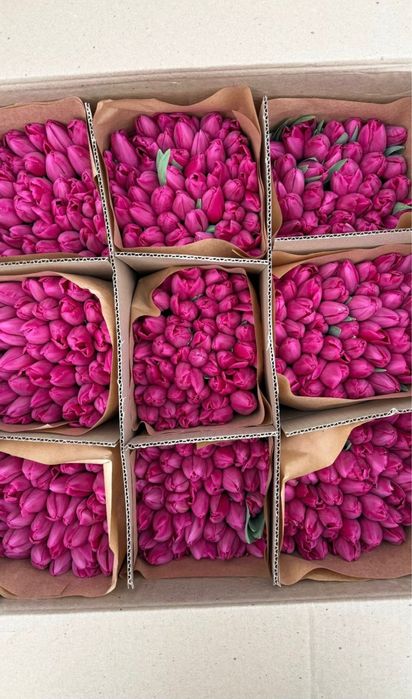 Тюльпаны 850 тг оптом