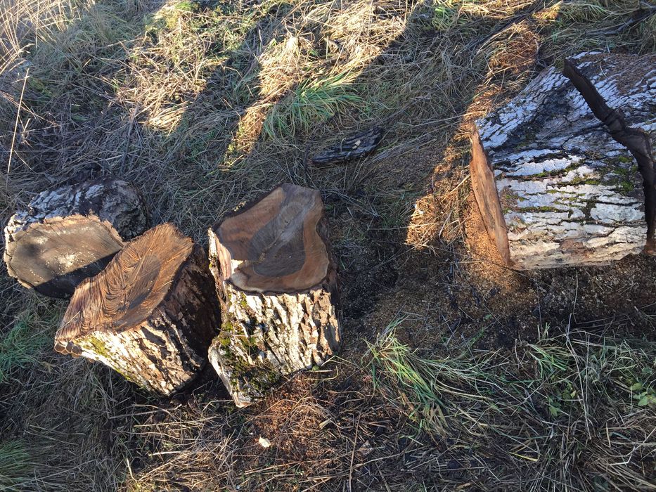 Trunchi / Buștean  de Nuc