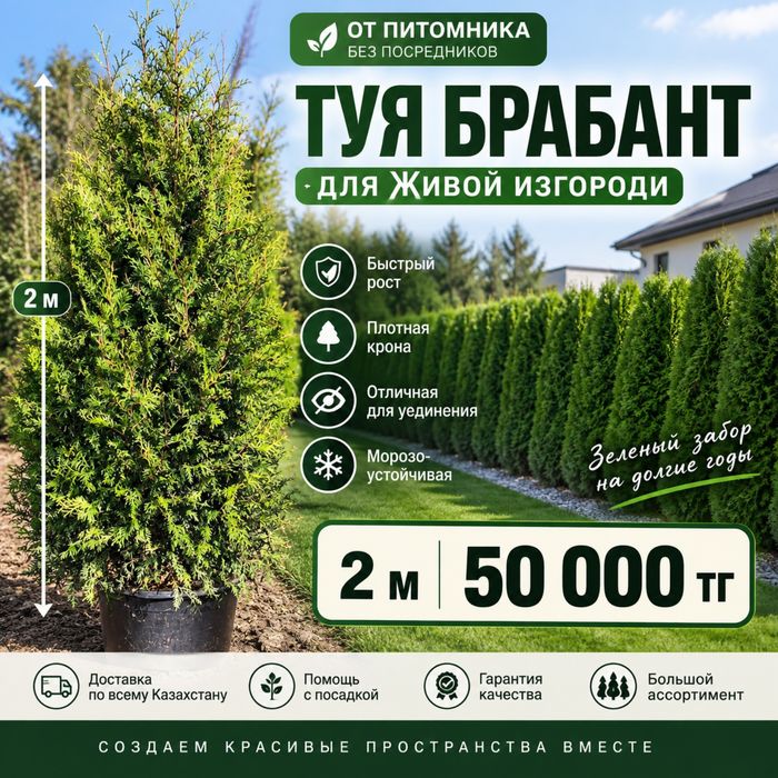 Туя брабант 2 м 50000 тг  Саженцы туи для живой изгороди в Алмате