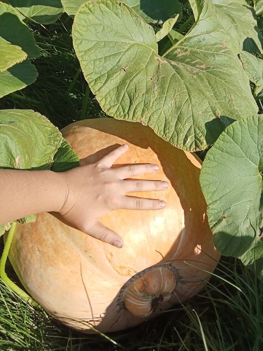 Таква домашняя большая