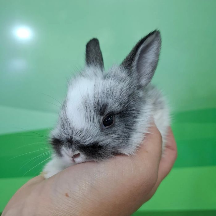 Поступление карликовых кроликов