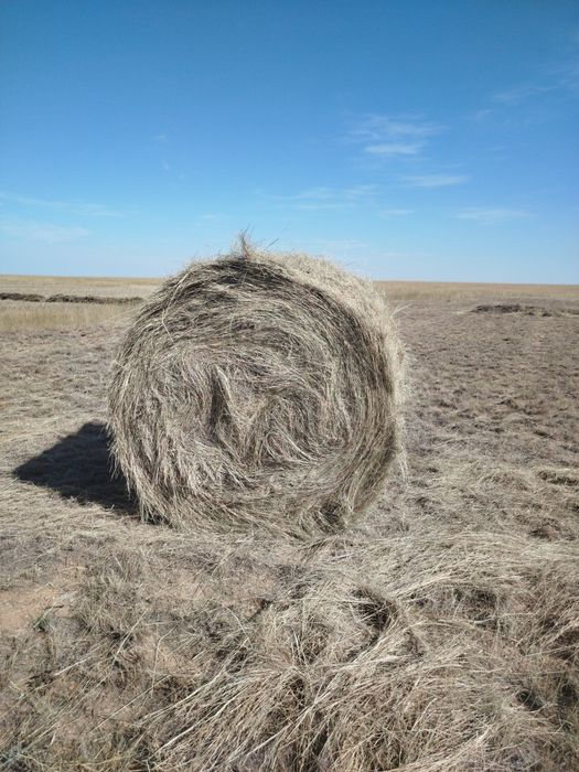 Продам тюг житняк