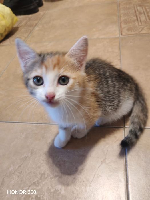 Отдам котёнка в добрые руки