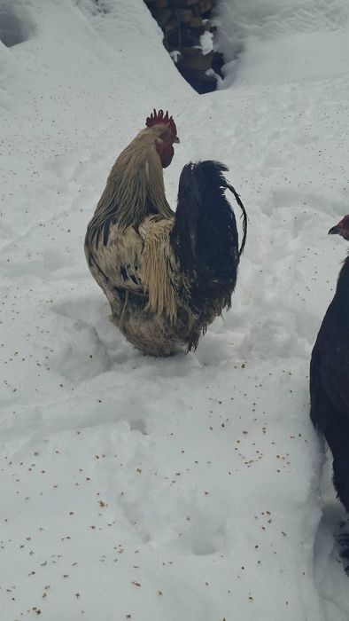 Продам петухов молодых