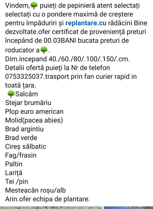 Puieți de salcâm paltin plop  0 03 bani