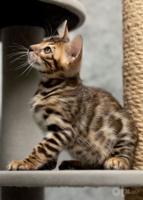 Клубный бенгальский котенок