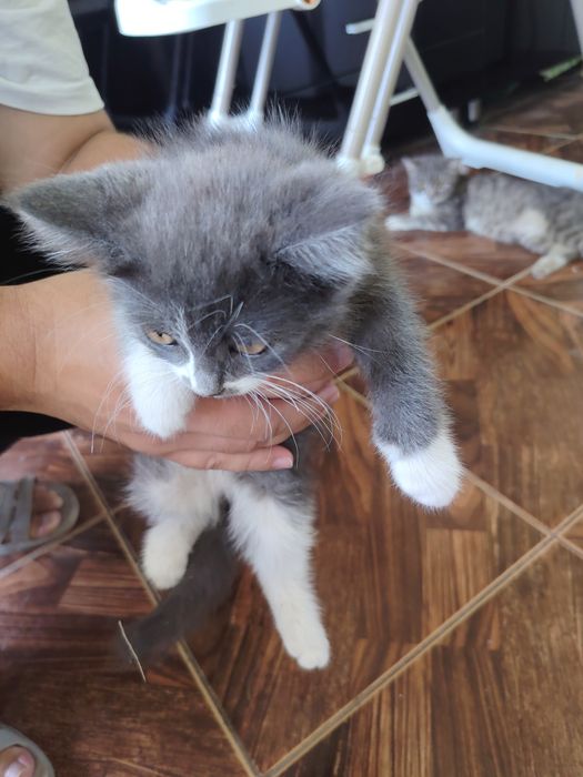 Отдам в хорошие руки котёнка