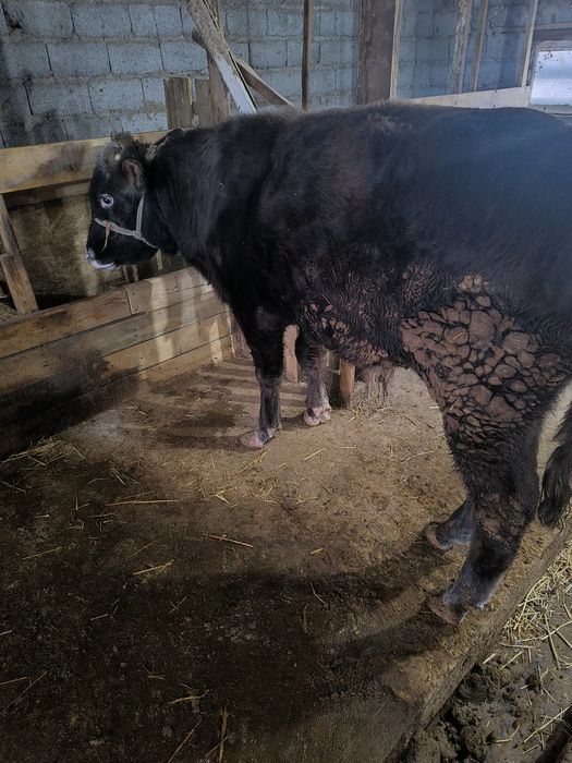 Продам бычков 5 шт