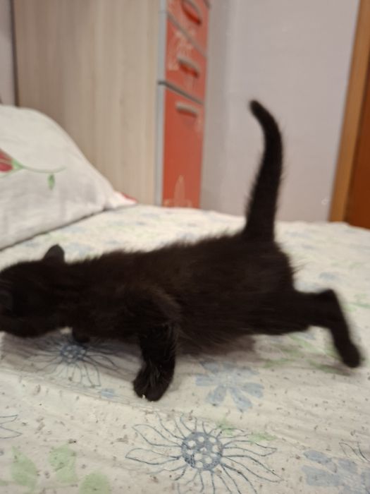 Котенок девочка один месяц