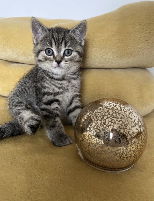 British shorthair brown