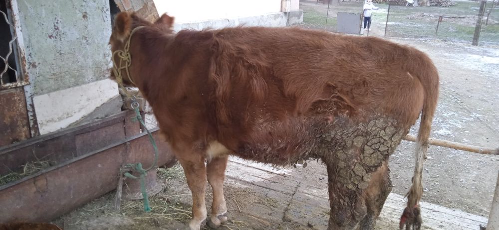 Бузаулы Тана сатылады.