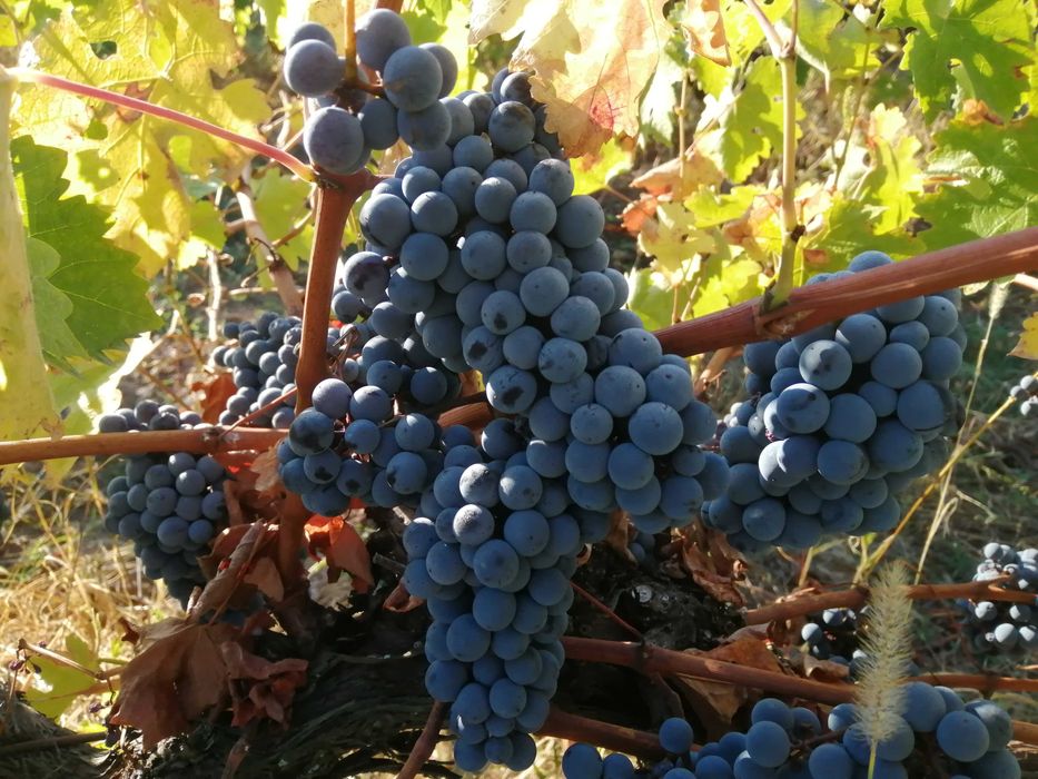 Грозде Каберне Совиньон 2025 Мускат отонел, Совиньон Блан , Траминер