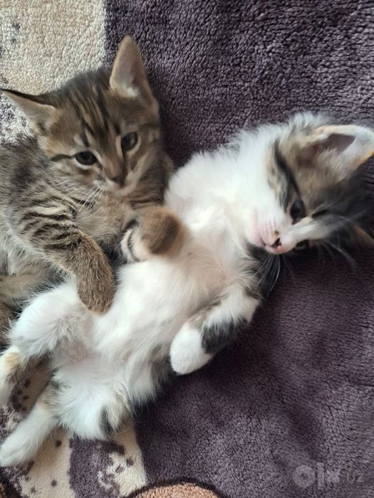 Отдам котят бесплатно