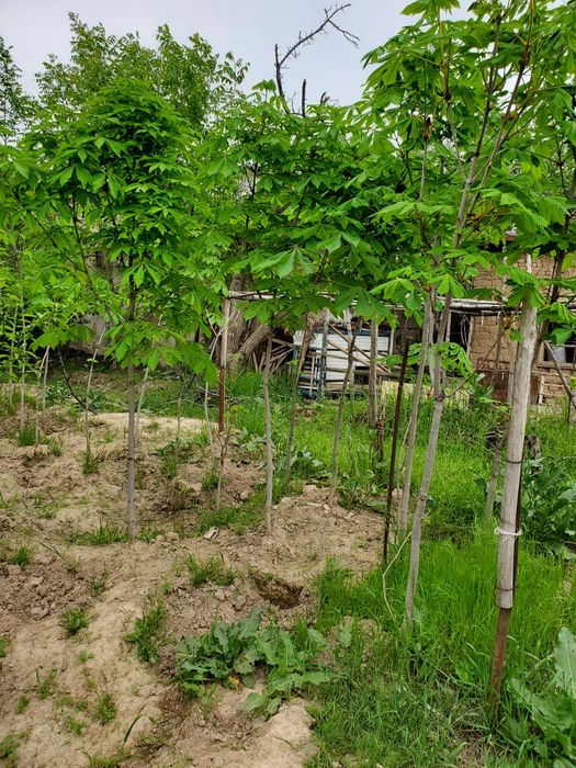 kashtan sotladi. kelishiladi