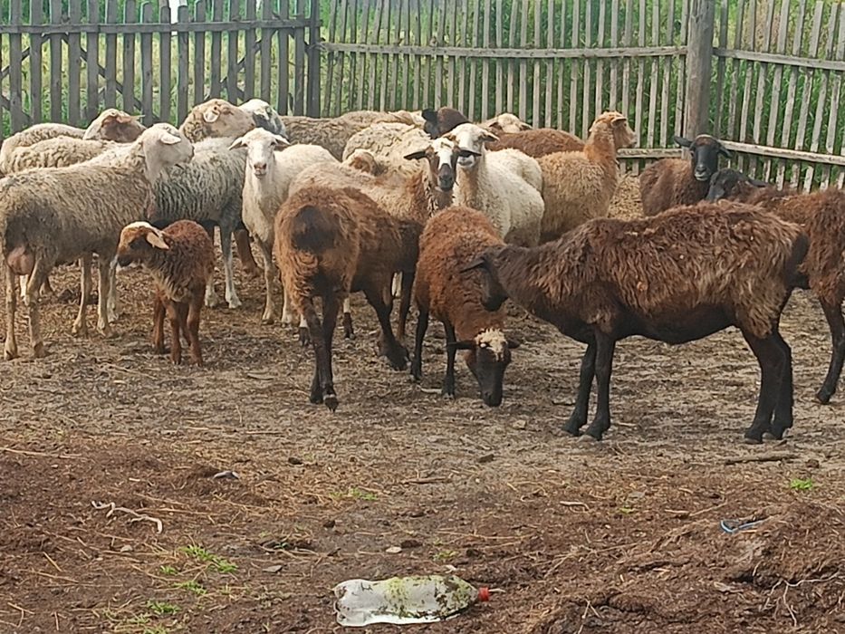 Продам овцематок на развод.