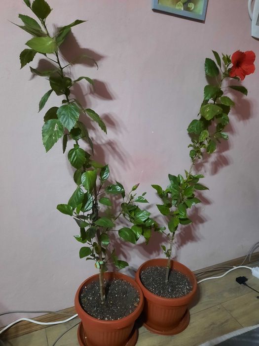 Китайска роза хибискус