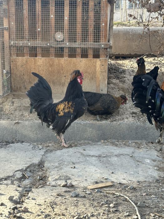 Япон хўрозлар сотилади