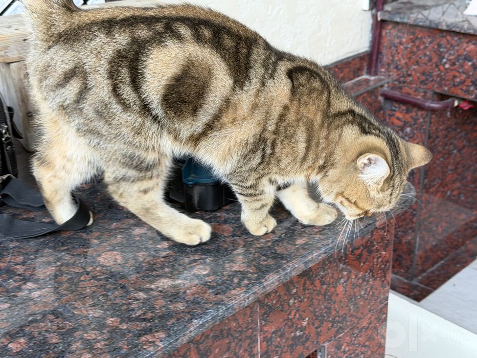 Отдаю кошку даром