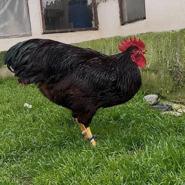 Првазной олиб келинган ху́розлар сотилади...