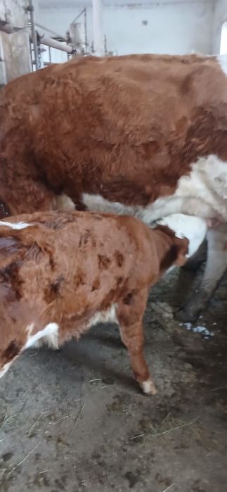 Vand vaci cuminți și bune de lapte