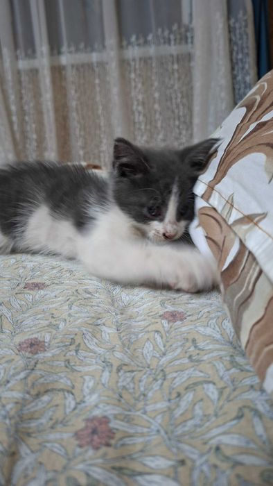 Отдам даром котят
