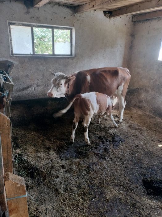 Vaca cu vițel de 2 luni jumate