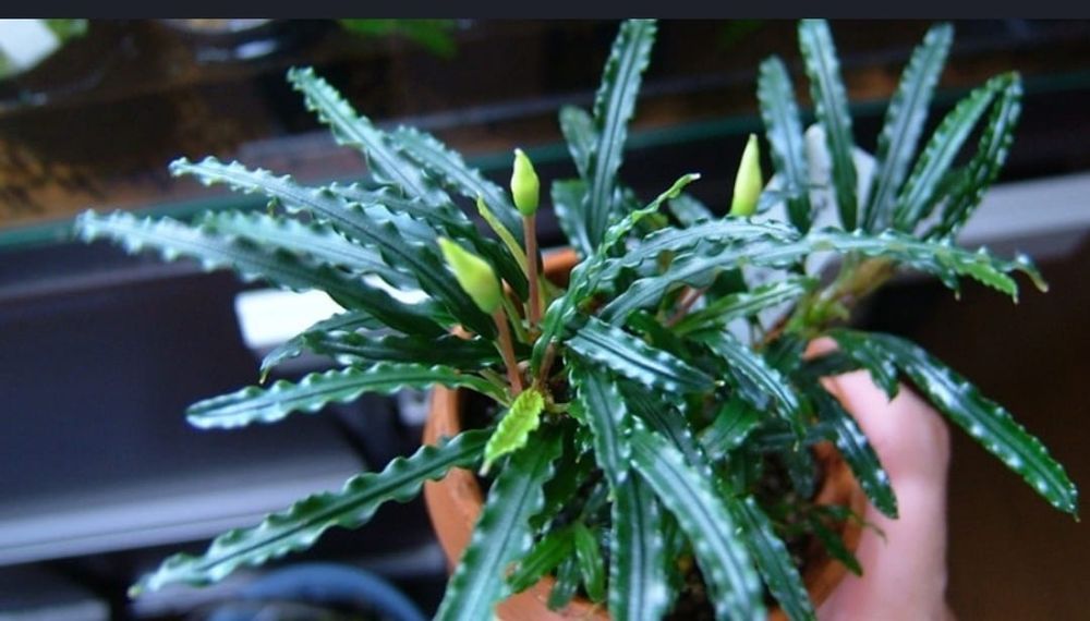 Растения для акварюма и рыбки