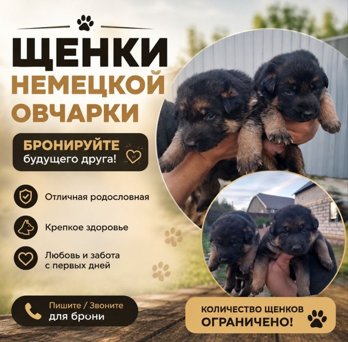 Продам щенков немецкой овчарки