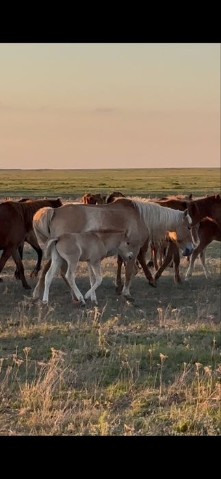 Кулынды бие сатылады